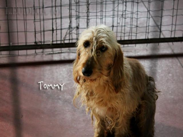 Triste Tommy